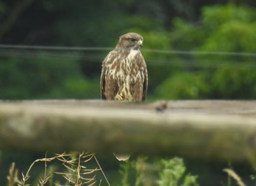 Maeusebussard007