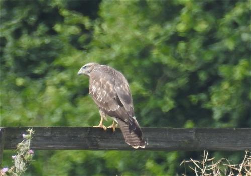 Maeusebussard008