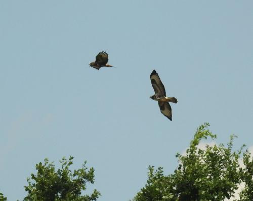 Maeusebussard009