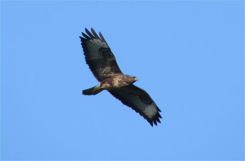 Maeusebussard010