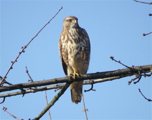 Maeusebussard011