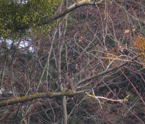 Maeusebussard012