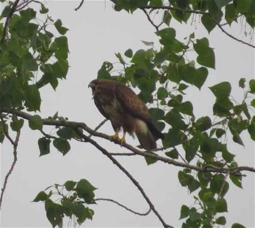 Maeusebussard013