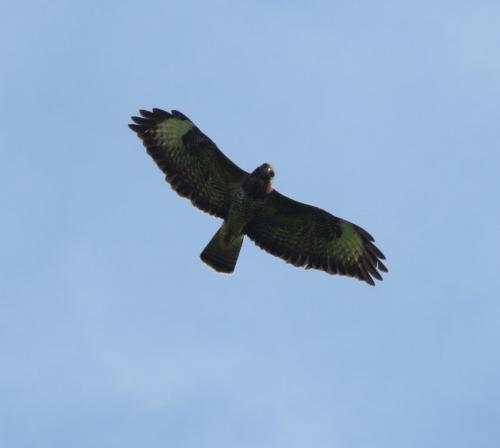 Maeusebussard014