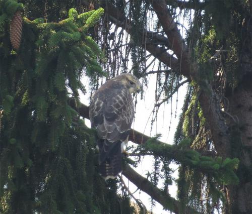 Maeusebussard015