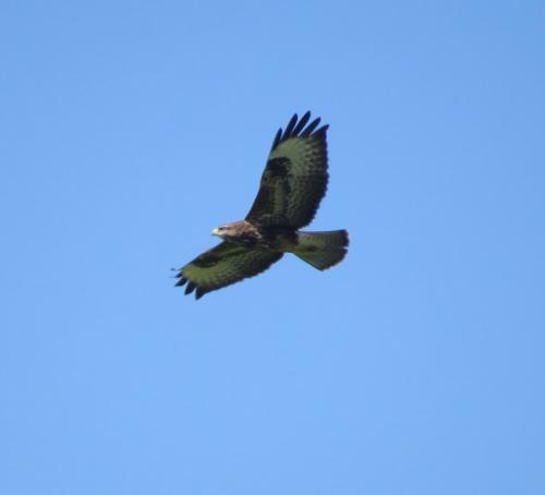 Maeusebussard016