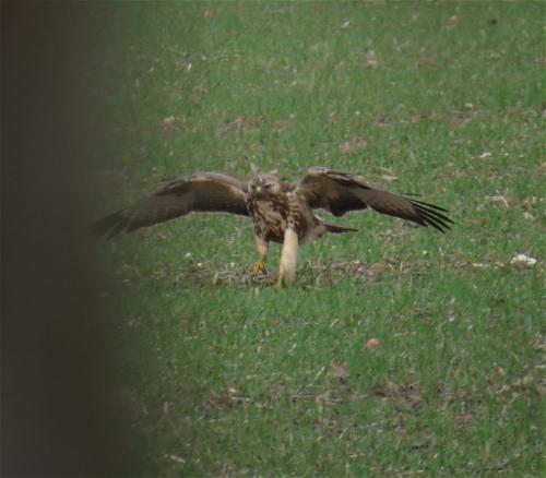 Maeusebussard017