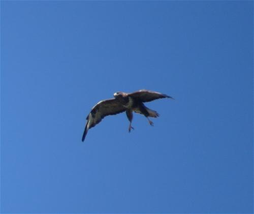 Maeusebussard018