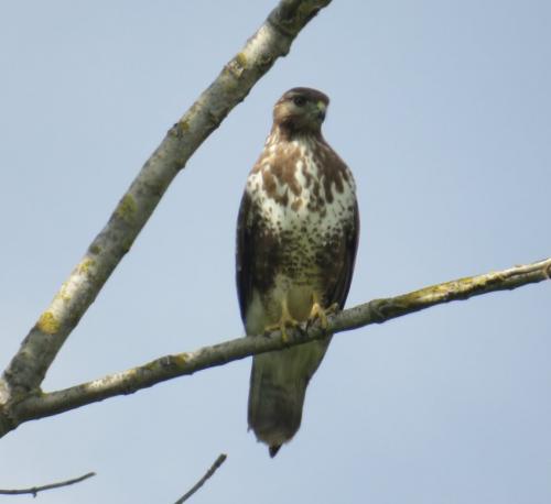 Maeusebussard019