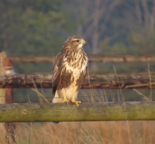 Maeusebussard021