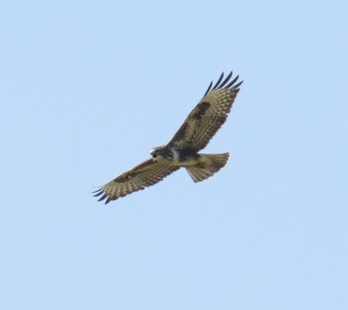 Maeusebussard022