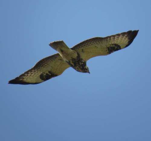 Maeusebussard023