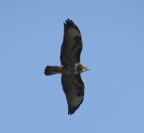 Maeusebussard024