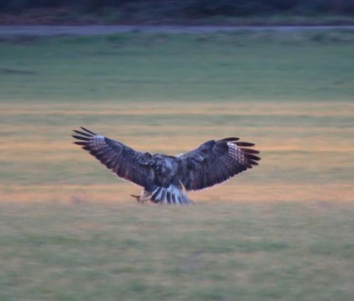 Maeusebussard025