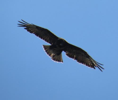 Maeusebussard026