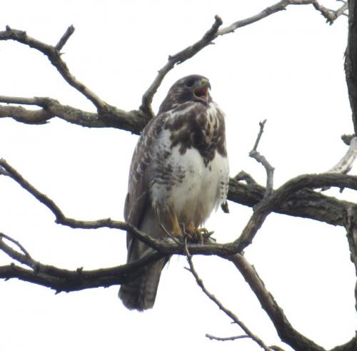 Maeusebussard027