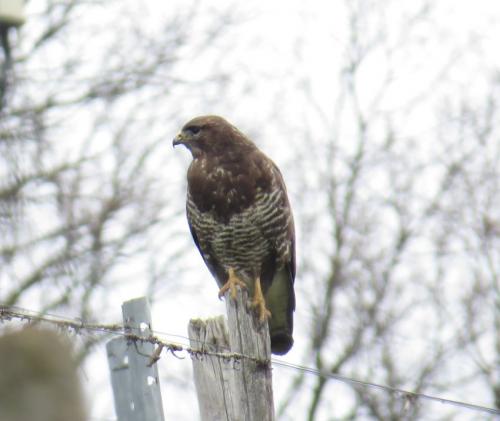 Maeusebussard028