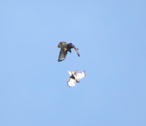 Maeusebussard029