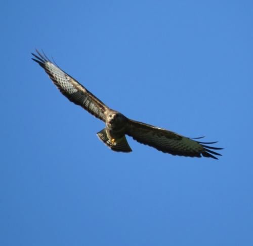 Maeusebussard030