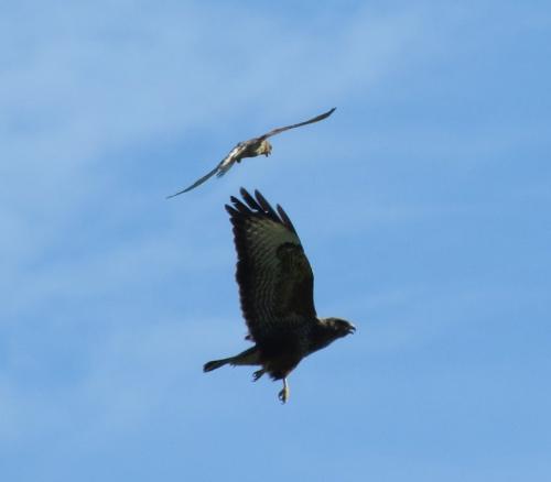 Maeusebussard031
