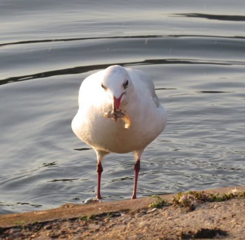 MoeweUnbekannt002