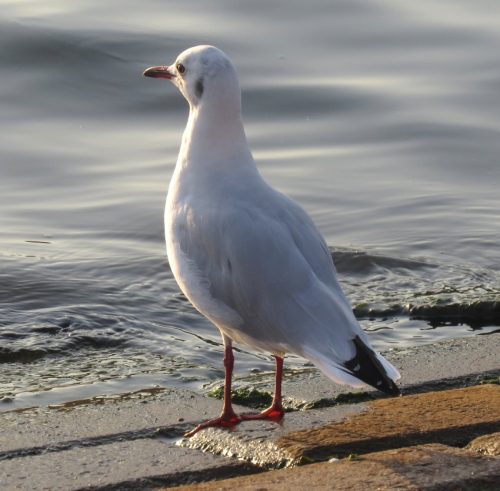 MoeweUnbekannt004