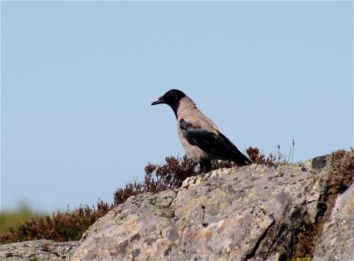 Nebelkraehe001
