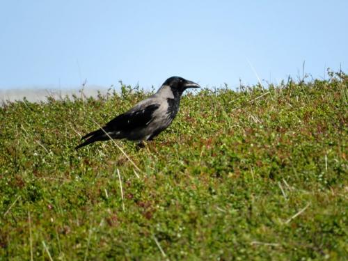 Nebelkraehe004