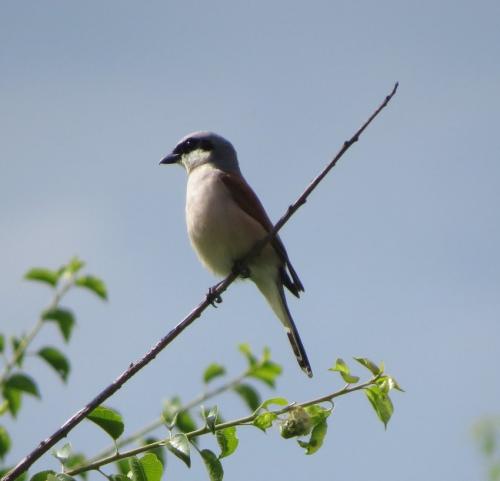Neuntoeter015