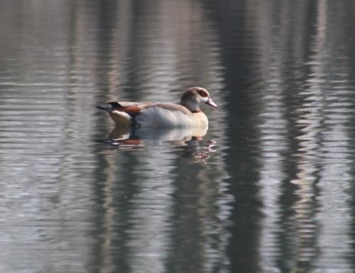 Nilgans001