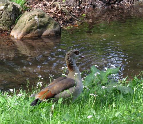 Nilgans002