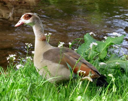 Nilgans003