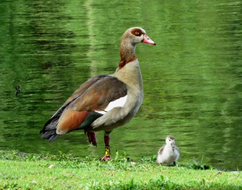 Nilgans004