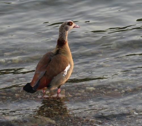 Nilgans005