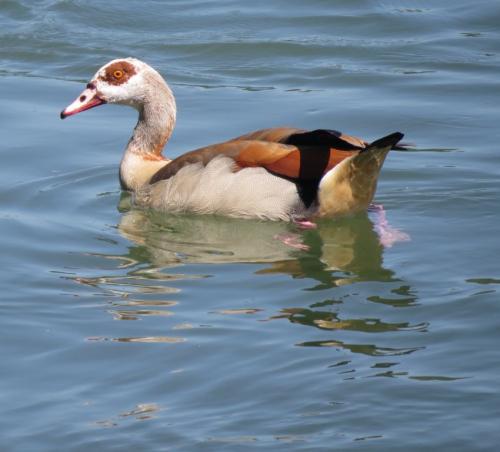 Nilgans006