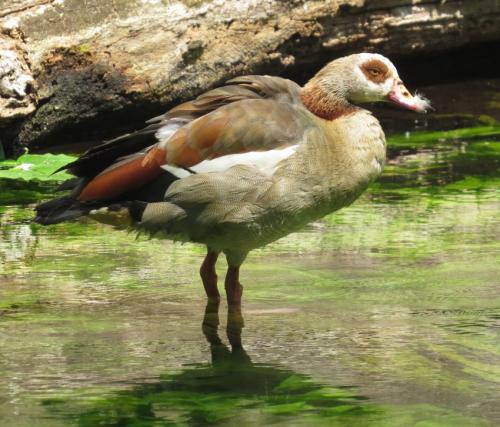 Nilgans007