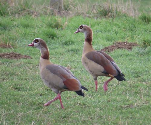 Nilgans008