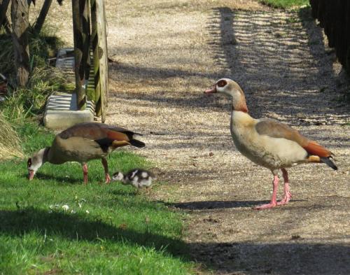 Nilgans009