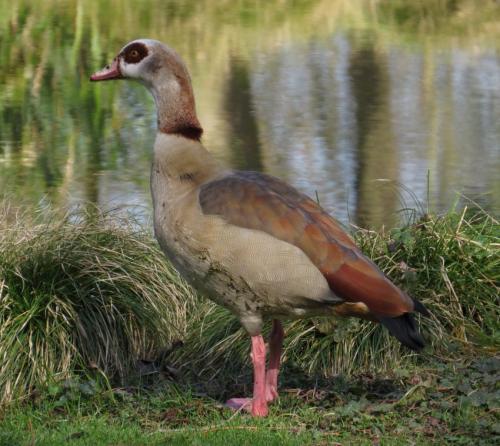 Nilgans010