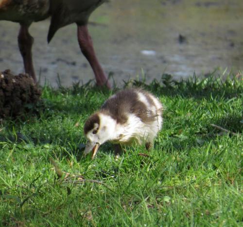 Nilgans011
