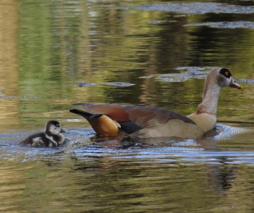 Nilgans012