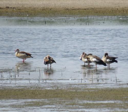 Nilgans013