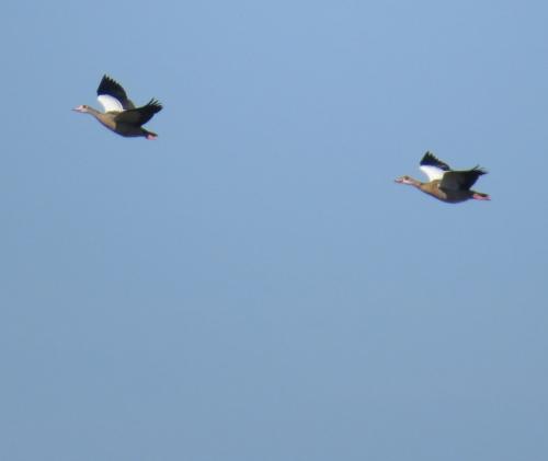 Nilgans014