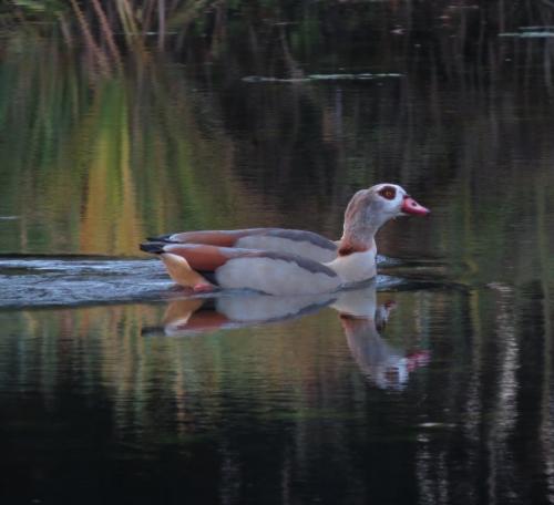 Nilgans015