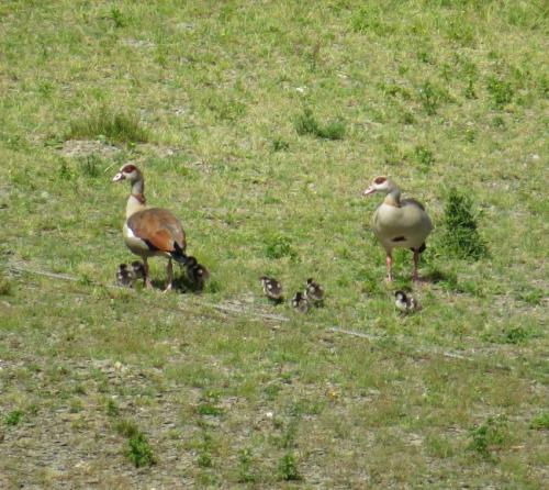 Nilgans016