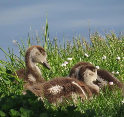 Nilgans017