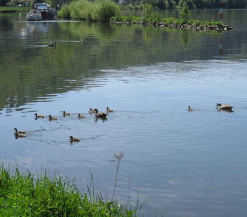 Nilgans018