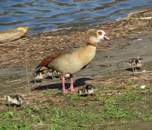 Nilgans019
