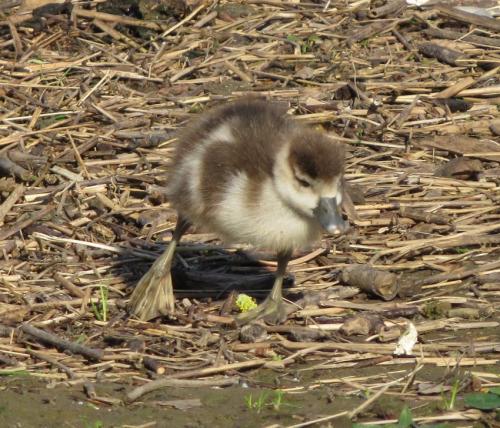 Nilgans020