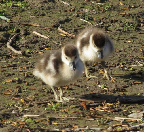 Nilgans021